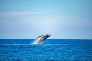 Whale Watching in El Salvador: A Hidden Gem inCentral America